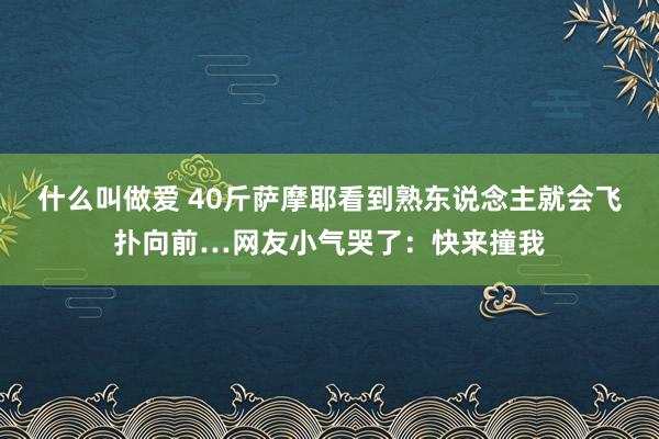 什么叫做爱 40斤萨摩耶看到熟东说念主就会飞扑向前…网友小气哭了：快来撞我